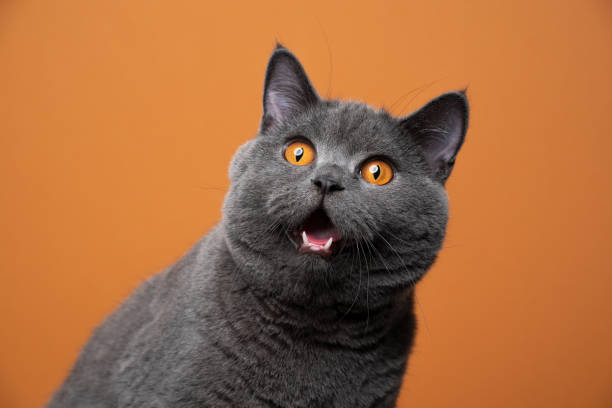 Graue Katze mit orangenen Augen